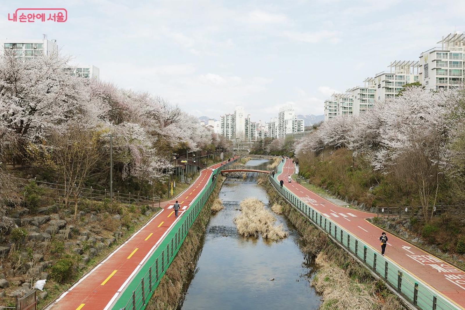 우이천 산책길과 벚나무
