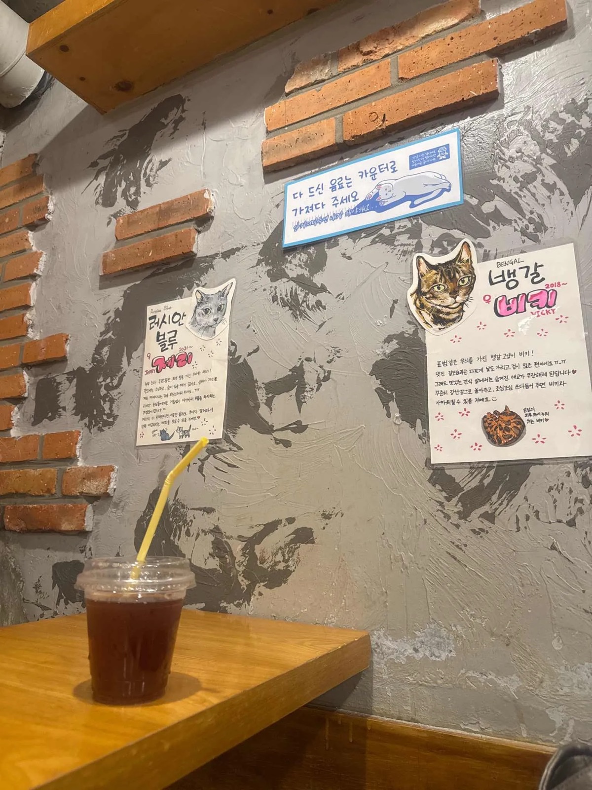 고양이 카페 고양이 클로즈업