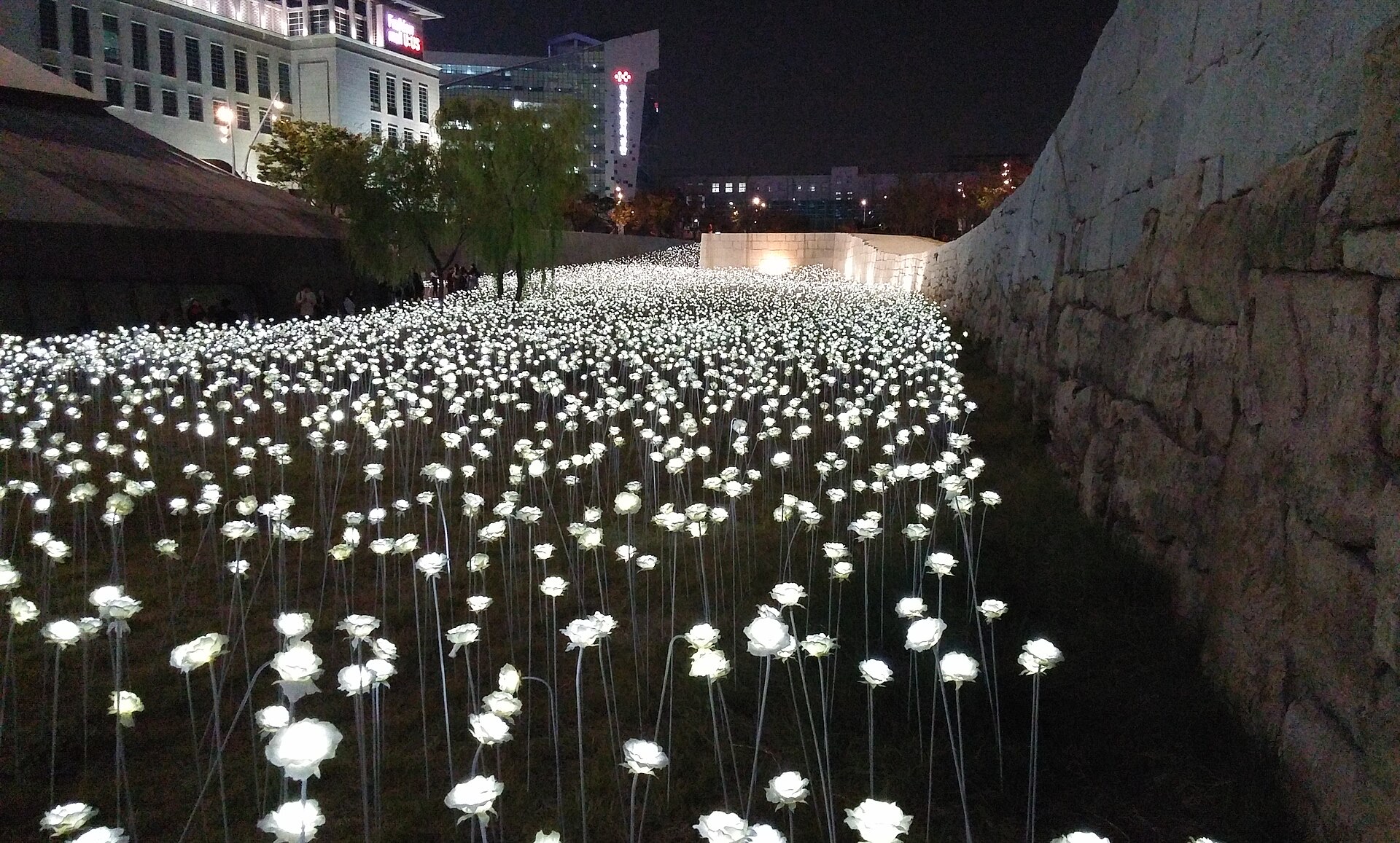 DDP LED 장미 정원